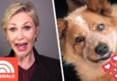 Jane Lynch's Recovering Rescue Dog Is An Instagram Star | My Pet Tale | TODAY ORIGINALS
