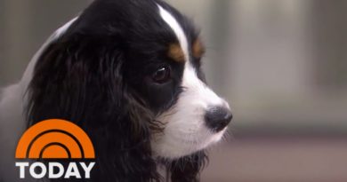 Olivia Munn Brings Her Dog 'Chance' To Interview | TODAY